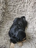 Midnight, a male Cavapoo and Poodle - Miniature  for sale in Ottertail, MN – 3 of 7