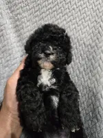 Cookie, a female Cavapoo and Poodle - Miniature  for sale in Ottertail, MN – 5 of 5