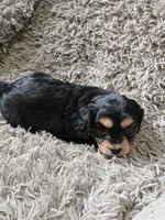 Midnight, a male Cavapoo and Poodle - Miniature  for sale in Ottertail, MN – 6 of 7