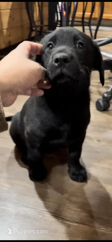 AKC-Lime Green, a female Labrador Retriever for sale in Ottertail, MN – Photo 1 of 3