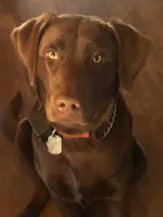 AKC-Lime Green, a female Labrador Retriever for sale in Ottertail, MN – Photo 3 of 3