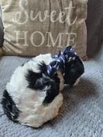 Oreo, a male Cavapoo and Poodle - Miniature  for sale in Ottertail, MN – 5 of 9