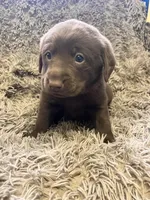 AKC Pink-female, a female Labrador Retriever for sale in Ottertail, MN – Photo 6 of 7