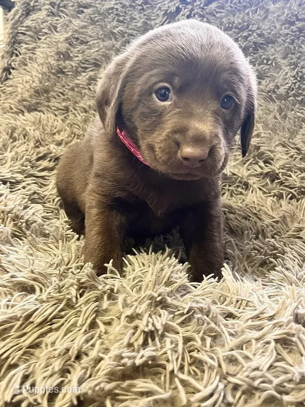 AKC Pink-female, a female Labrador Retriever for sale in Ottertail, MN – Photo 1 of 7