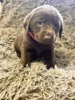 AKC Pink-female, a female Labrador Retriever for sale in Ottertail, MN – Photo 1 of 7