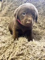 AKC Pink-female, a female Labrador Retriever for sale in Ottertail, MN – Photo 7 of 7