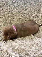 AKC Pink-female, a female Labrador Retriever for sale in Ottertail, MN – Photo 4 of 7