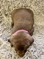 AKC Pink-female, a female Labrador Retriever for sale in Ottertail, MN – Photo 5 of 7