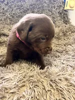 AKC Pink-female, a female Labrador Retriever for sale in Ottertail, MN – Photo 2 of 7