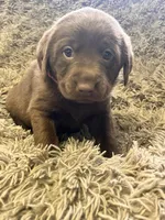 AKC Pink-female, a female Labrador Retriever for sale in Ottertail, MN – Photo 3 of 7