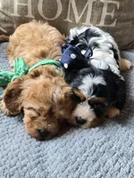 Oreo, a male Cavapoo and Poodle - Miniature  for sale in Ottertail, MN – 7 of 9