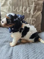 Oreo, a male Cavapoo and Poodle - Miniature  for sale in Ottertail, MN – 6 of 9