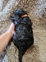 Pebbles, a female Cavapoo for sale in Ottertail, MN – 6 of 8