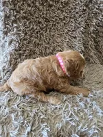 Fifi, a female Cavapoo for sale in Ottertail, MN – 6 of 6