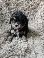 Vader , a male Cavapoo and Poodle - Miniature  for sale in Ottertail, MN – 1 of 6