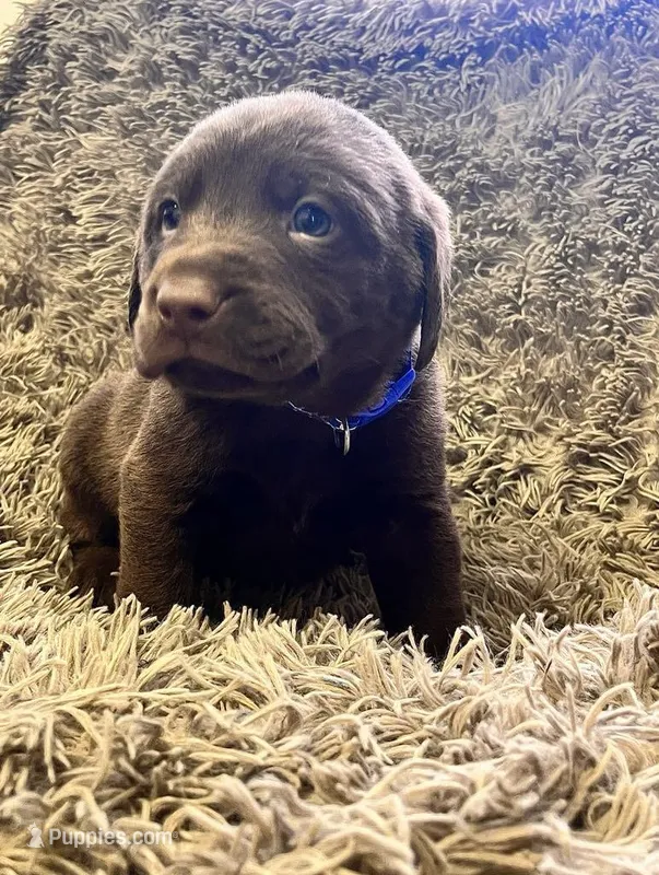 AKC Blue-male