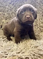 AKC Blue-male, a male Labrador Retriever for sale in Ottertail, MN – Photo 3 of 5