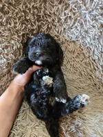 Pebbles, a female Cavapoo for sale in Ottertail, MN – 5 of 8