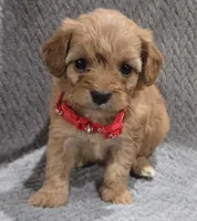 Maggie , a female Cavapoo and Poodle - Miniature  for sale in Ottertail, MN – 2 of 5