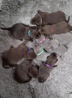 AKC PINK COLLAR SILVR FEMALE, a female Labrador Retriever for sale in Ottertail, MN – Photo 3 of 5