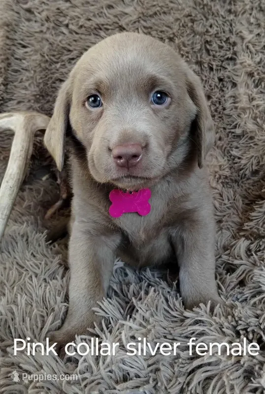 AKC PINK COLLAR SILVR FEMALE, a female Labrador Retriever for sale in Ottertail, MN – Photo 1 of 5