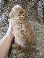 Penny, a female Cavapoo and Poodle - Miniature  for sale in Ottertail, MN – 3 of 6