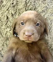 AKC BLACK-male, a male Labrador Retriever for sale in Ottertail, MN – Photo 8 of 9