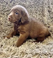 AKC BLACK-male, a male Labrador Retriever for sale in Ottertail, MN – Photo 6 of 9