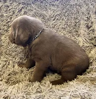 AKC BLACK-male, a male Labrador Retriever for sale in Ottertail, MN – Photo 7 of 9