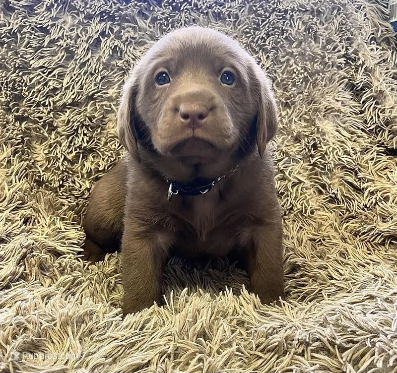 AKC BLACK-male, a male Labrador Retriever for sale in Ottertail, MN – Photo 1 of 9