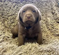 AKC BLACK-male, a male Labrador Retriever for sale in Ottertail, MN – Photo 1 of 9