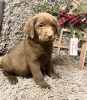 AKC BLACK-male, a male Labrador Retriever for sale in Ottertail, MN – Photo 2 of 9