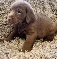 AKC BLACK-male, a male Labrador Retriever for sale in Ottertail, MN – Photo 5 of 9