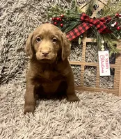 AKC BLACK-male, a male Labrador Retriever for sale in Ottertail, MN – Photo 4 of 9