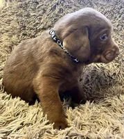 AKC BLACK-male, a male Labrador Retriever for sale in Ottertail, MN – Photo 9 of 9