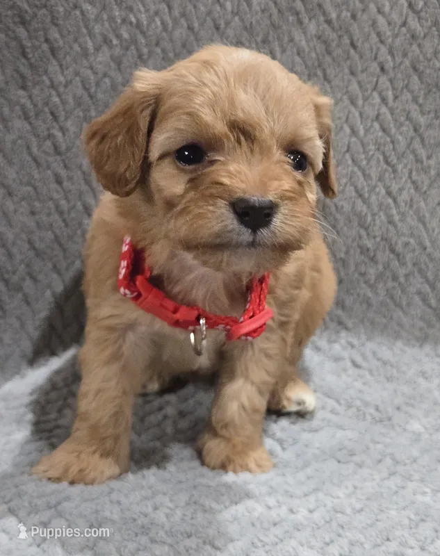 Maggie  – Cavapoo, Poodle - Miniature  puppy for sale in Ottertail, MN