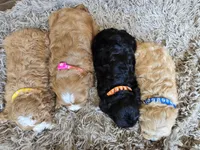 Teddy, a female Cavapoo and Poodle - Miniature  for sale in Ottertail, MN – 2 of 6