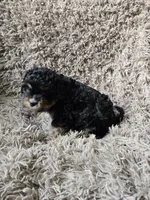 Vader , a male Cavapoo and Poodle - Miniature  for sale in Ottertail, MN – 6 of 6
