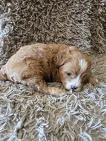 Fifi, a female Cavapoo for sale in Ottertail, MN – 5 of 6