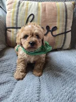 Teddy, a male Cavapoo and Poodle - Miniature  for sale in Ottertail, MN – 4 of 8