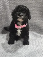 Cookie, a female Cavapoo and Poodle - Miniature  for sale in Ottertail, MN – 2 of 5