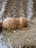 Penny, a female Cavapoo and Poodle - Miniature  for sale in Ottertail, MN – 5 of 6