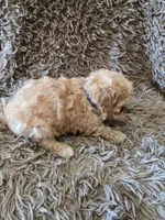 Teddy, a female Cavapoo and Poodle - Miniature  for sale in Ottertail, MN – 6 of 6