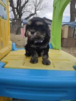 Skye, a female Cavapoo for sale in Ottertail, MN – Photo 2 of 6