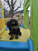 Skye, a female Cavapoo for sale in Ottertail, MN – Photo 4 of 6