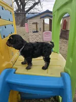 Skye, a female Cavapoo for sale in Ottertail, MN – Photo 3 of 6