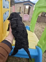 Skye, a female Cavapoo for sale in Ottertail, MN – Photo 5 of 6