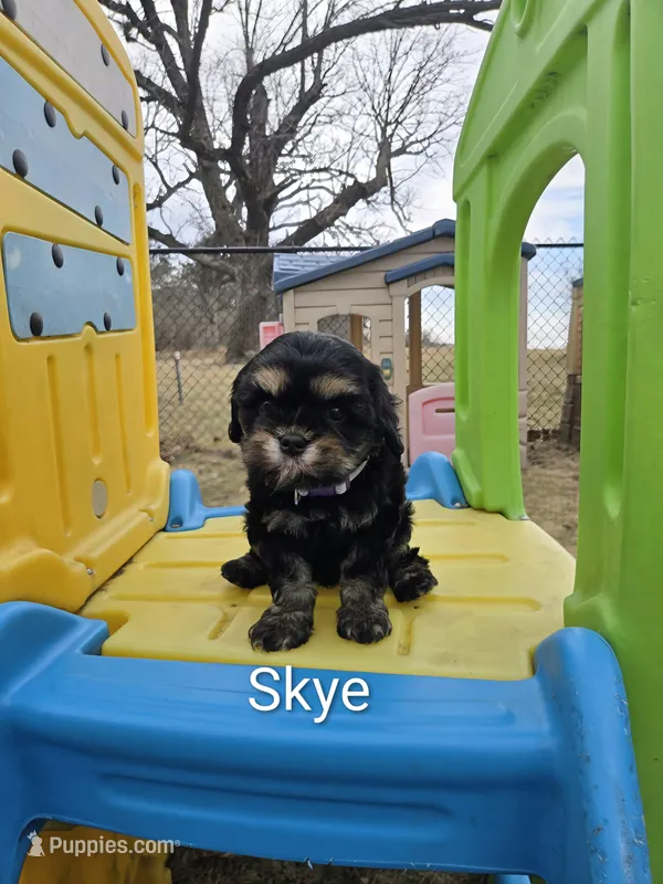 Skye – Cavapoo puppy for sale in Ottertail, MN