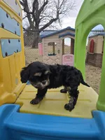 Skye, a female Cavapoo for sale in Ottertail, MN – Photo 6 of 6