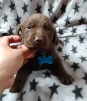 AKC Light blue collar male, a male Labrador Retriever for sale in Ottertail, MN – Photo 3 of 9